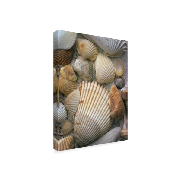 J.D. Mcfarlan 'Sea Shells Laying' Canvas Art,14x19